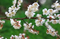 광양 매화마을.jpg