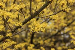 구례 산수유마을.jpg